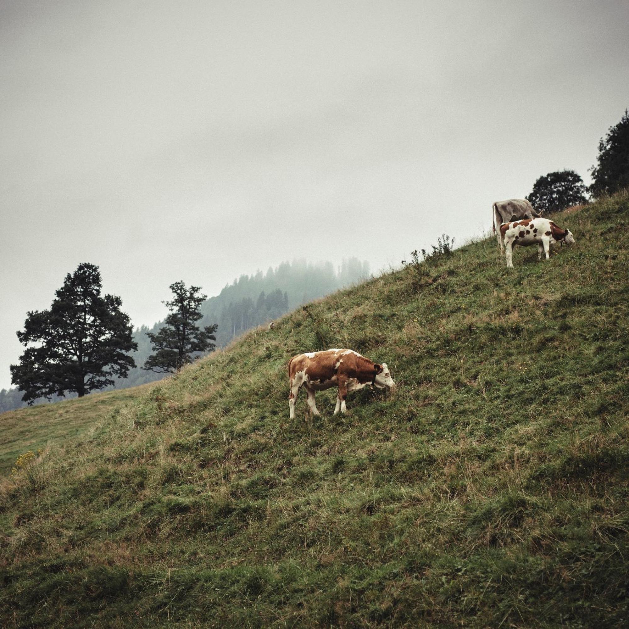 Hotel Gasthof Adler Schoppernau Luaran gambar